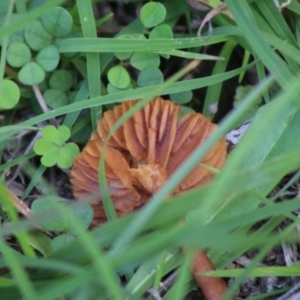 Laccaria sp. at Mongarlowe, NSW - 15 Apr 2020