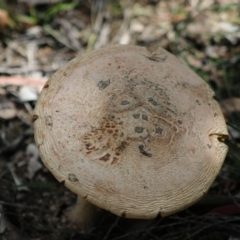 Amanita sp. (Amanita sp.) at Mongarlowe River - 15 Apr 2020 by LisaH