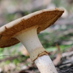 Amanita sp. at Mongarlowe, NSW - 15 Apr 2020