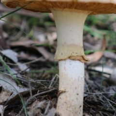 Amanita sp. at Mongarlowe, NSW - 15 Apr 2020