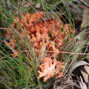 Ramaria sp. at Mongarlowe, NSW - 15 Apr 2020