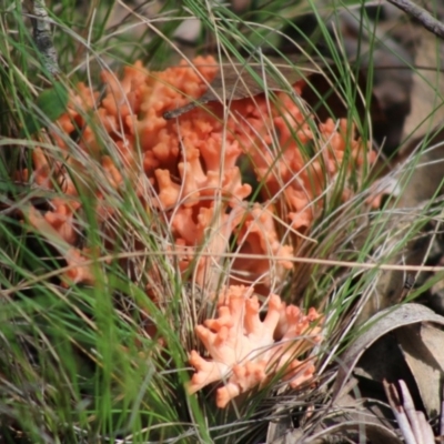 Ramaria sp. (A Coral fungus) at Mongarlowe, NSW - 15 Apr 2020 by LisaH