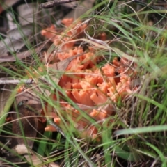 Ramaria sp. at Mongarlowe, NSW - 15 Apr 2020