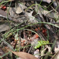 Ramaria sp. at Mongarlowe, NSW - 15 Apr 2020