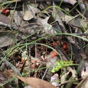 Ramaria sp. at Mongarlowe, NSW - 15 Apr 2020