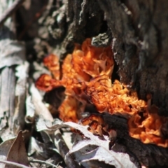 Podoscypha petalodes at Mongarlowe River - 15 Apr 2020 by LisaH