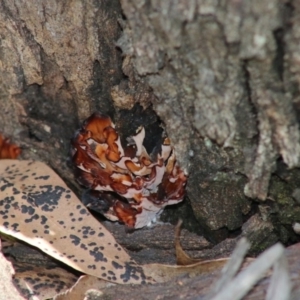 Podoscypha petalodes at Mongarlowe, NSW - 15 Apr 2020