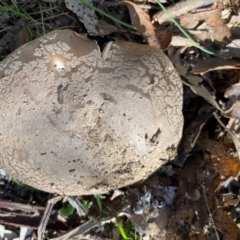 Amanita sp. (Amanita sp.) at Mongarlowe River - 15 Apr 2020 by LisaH