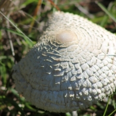 Macrolepiota sp. at Mongarlowe, NSW - 15 Apr 2020 by LisaH