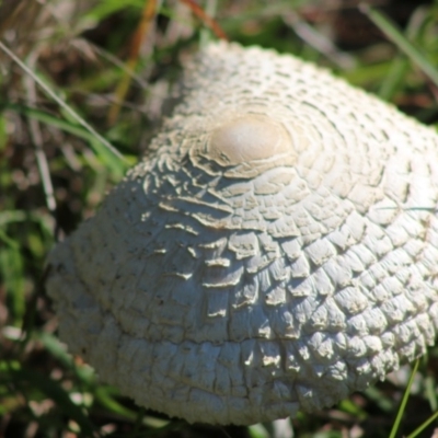 Macrolepiota sp. at Mongarlowe River - 15 Apr 2020 by LisaH