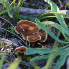 Coltricia sp. at Mongarlowe River - 15 Apr 2020 by LisaH