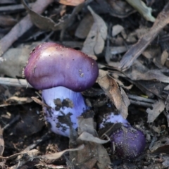 Cortinarius archeri s.l. (Emperor Cortinar) at Mongarlowe River - 15 Apr 2020 by LisaH