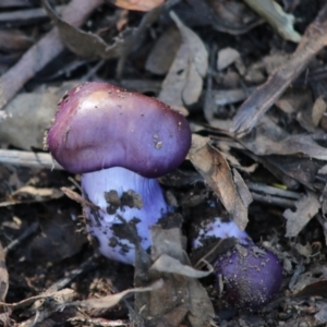 Cortinarius archeri s.l. at Mongarlowe, NSW - 15 Apr 2020 02:37 PM