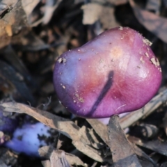 Cortinarius archeri s.l. at Mongarlowe, NSW - 15 Apr 2020 02:37 PM