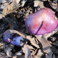 Cortinarius archeri s.l. at Mongarlowe, NSW - 15 Apr 2020 02:37 PM