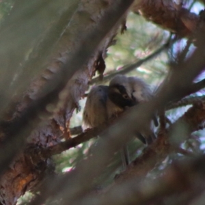 Melithreptus brevirostris at Mongarlowe, NSW - 15 Apr 2020