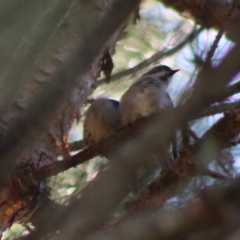 Melithreptus brevirostris at Mongarlowe, NSW - 15 Apr 2020