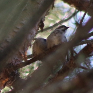 Melithreptus brevirostris at Mongarlowe, NSW - 15 Apr 2020