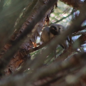 Melithreptus brevirostris at Mongarlowe, NSW - 15 Apr 2020