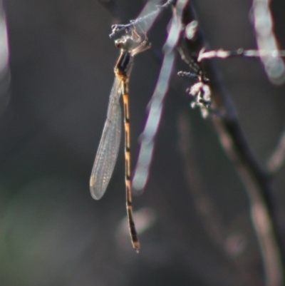 Austrolestes leda (Wandering Ringtail) at QPRC LGA - 15 Apr 2020 by LisaH