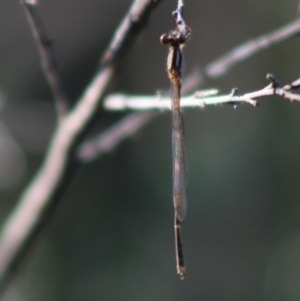 Austrolestes leda at QPRC LGA - 15 Apr 2020 04:39 PM