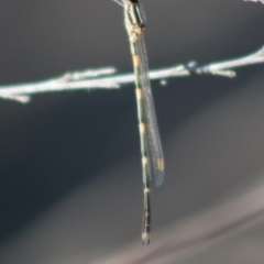 Austrolestes leda at QPRC LGA - 15 Apr 2020