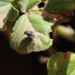 Calliphoridae (family) at Cook, ACT - 9 Nov 2019 by Tammy