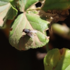 Unidentified Blow fly (Calliphoridae) at Cook, ACT - 8 Nov 2019 by Tammy