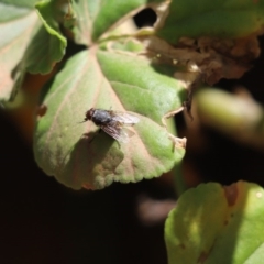 Unidentified Blow fly (Calliphoridae) (TBC) at Cook, ACT - 8 Nov 2019 by Tammy