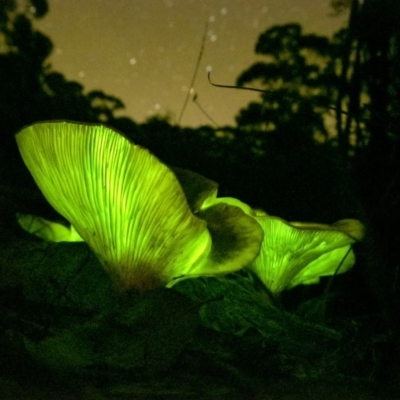 Omphalotus nidiformis (Ghost Fungus) at Penrose - 15 Apr 2020 by Aussiegall