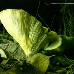 Omphalotus nidiformis at Penrose, NSW - 15 Apr 2020