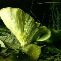 Omphalotus nidiformis at Penrose, NSW - 15 Apr 2020 07:27 PM