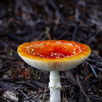 Amanita muscaria (Fly Agaric) at Wingecarribee Local Government Area - 2 Apr 2020 by Aussiegall