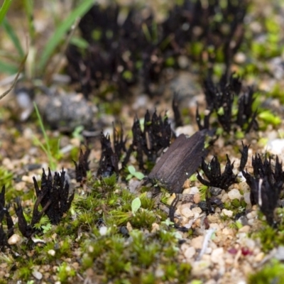 Unverified Fungus at Penrose, NSW - 3 Apr 2020 by Aussiegall