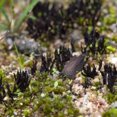 Unidentified Fungus at Penrose, NSW - 3 Apr 2020 by Aussiegall