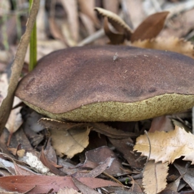 Bolete sp. (Bolete sp.) at Penrose, NSW - 3 Apr 2020 by Aussiegall