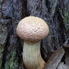 Boletellus sp. (Boletellus) at Penrose - 3 Apr 2020 by Aussiegall