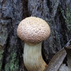 Unidentified Fungus at Penrose - 3 Apr 2020 by Aussiegall