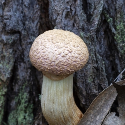 Boletellus sp. (Boletellus) at Penrose - 3 Apr 2020 by Aussiegall