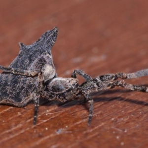 Philoponella congregabilis at Evatt, ACT - 27 Sep 2015 05:09 PM