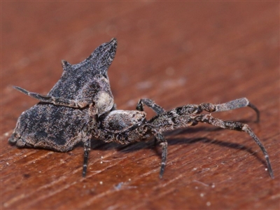 Philoponella congregabilis (Social house spider) at Evatt, ACT - 27 Sep 2015 by TimL