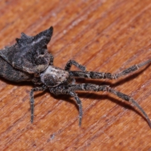 Philoponella congregabilis at Evatt, ACT - 27 Sep 2015 05:09 PM