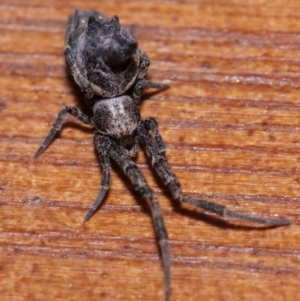 Philoponella congregabilis at Evatt, ACT - 27 Sep 2015 05:09 PM