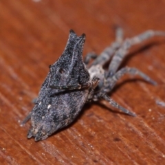 Philoponella congregabilis at Evatt, ACT - 27 Sep 2015 05:09 PM