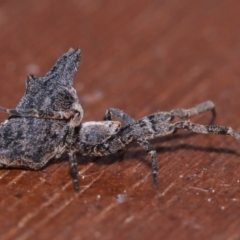 Philoponella congregabilis at Evatt, ACT - 27 Sep 2015 05:09 PM