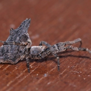 Philoponella congregabilis at Evatt, ACT - 27 Sep 2015 05:09 PM