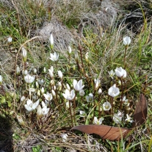 Gentianella sp. at Cotter River, ACT - 15 Apr 2020