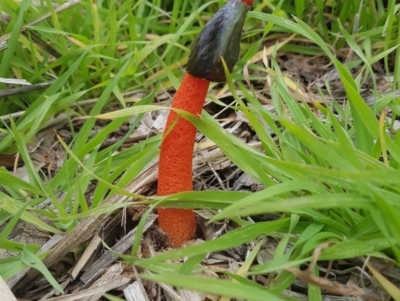 Phallus rubicundus (Phallus rubicundus) at Paddys River, ACT - 14 Apr 2020 by nathkay