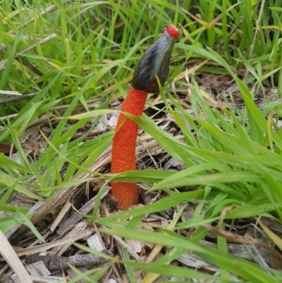 Phallus rubicundus (Phallus rubicundus) at Namadgi National Park - 14 Apr 2020 by nathkay