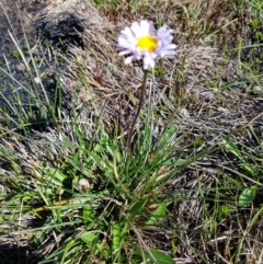Brachyscome scapigera (Tufted Daisy) at Cotter River, ACT - 15 Apr 2020 by nath_kay